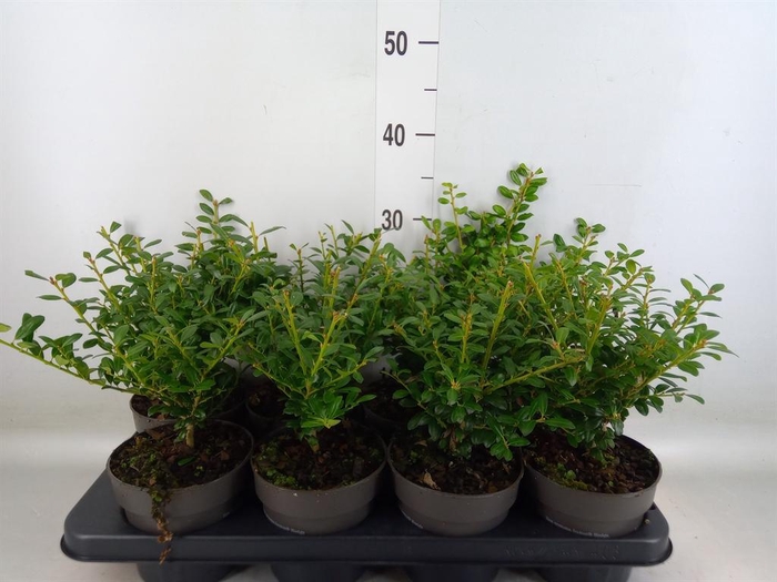 <h4>Ilex crenata</h4>