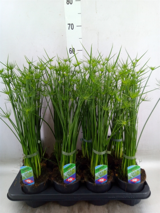 <h4>Cyperus haspan</h4>