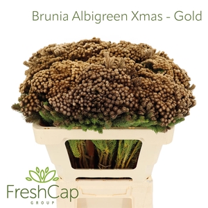 Brunia Albigreen Xmas - Gold