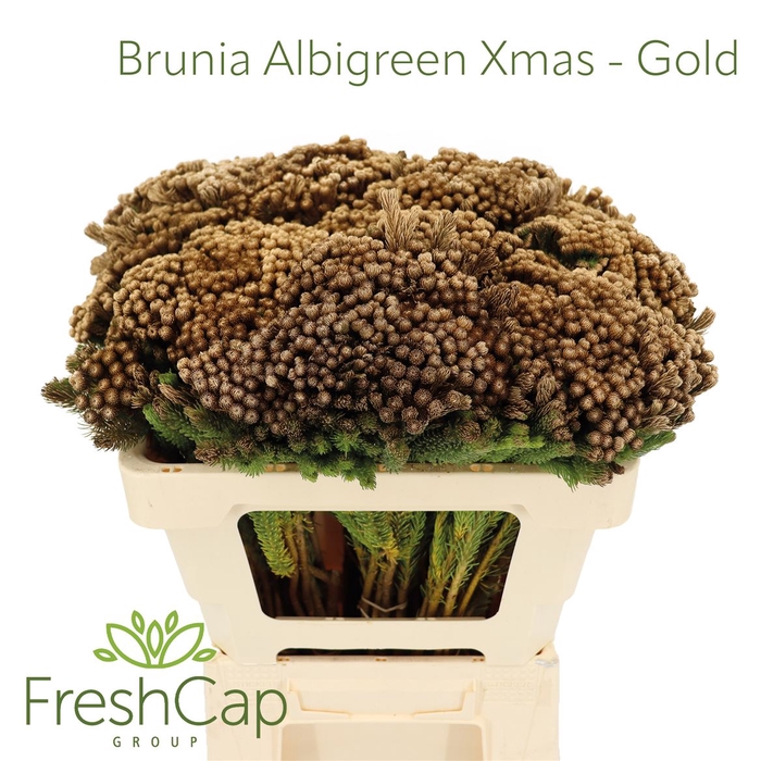 <h4>Brunia Albigreen Xmas - Gold</h4>