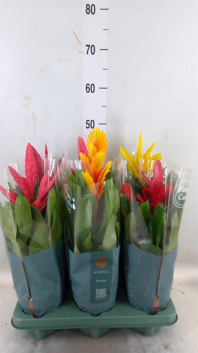 <h4>Vriesea ...mix</h4>