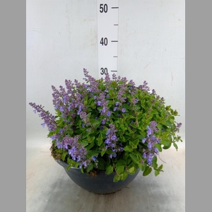 Nepeta faassenii  'Purrsian Blue'
