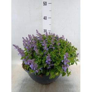 Nepeta faassenii  'Purrsian Blue'