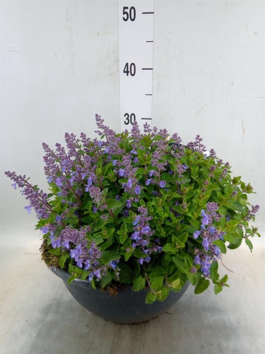 <h4>Nepeta faassenii  'Purrsian Blue'</h4>