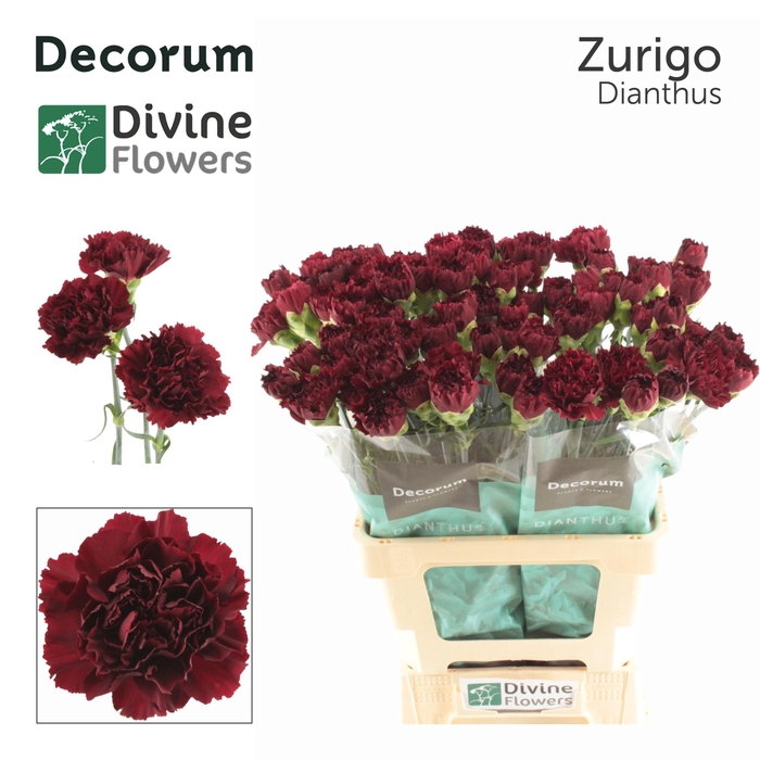 <h4>Di St Zurigo Divine</h4>