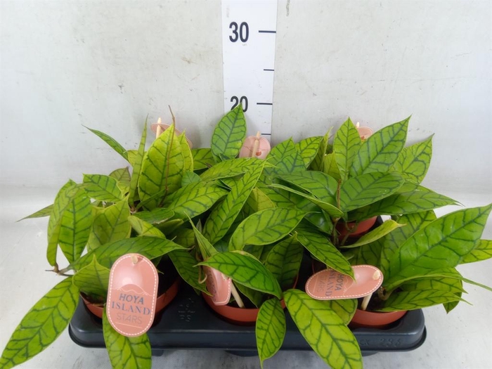 <h4>Hoya callistophylla 'KAL 16'</h4>