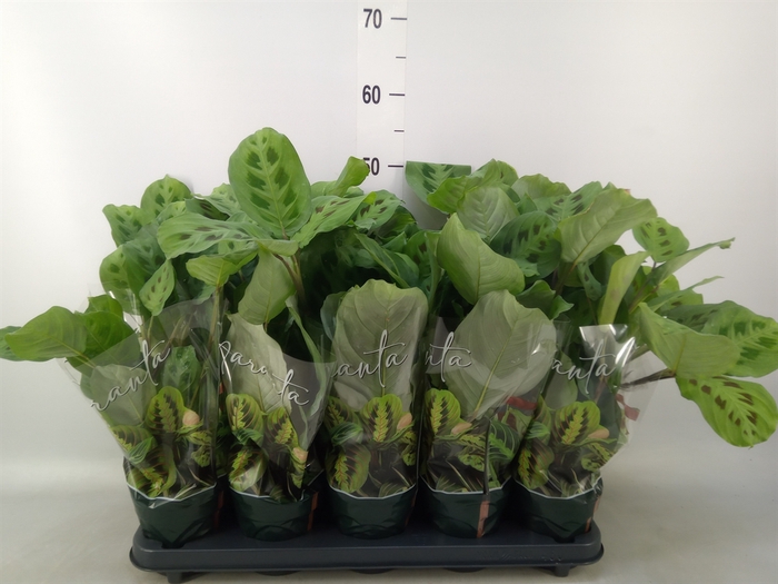 <h4>Maranta leuc. 'Kerchoveana'</h4>