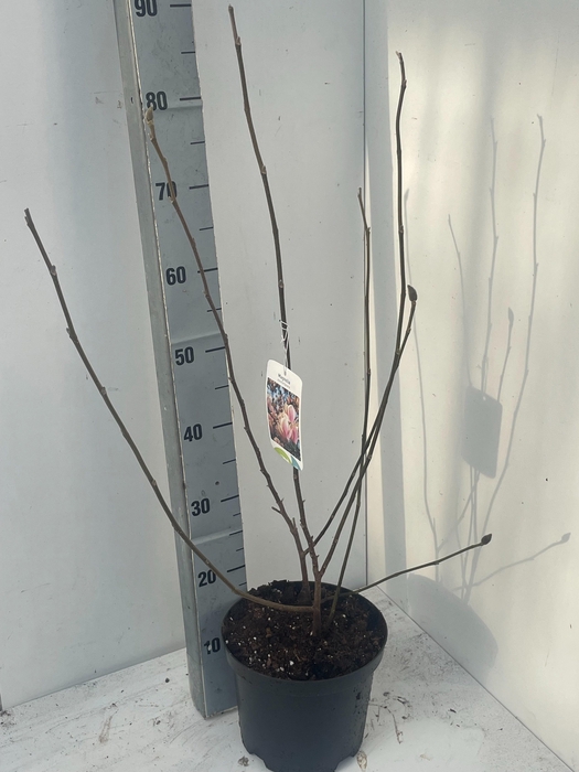 <h4>MAGN SOULANGEANA</h4>