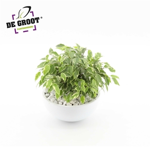 Arrangement Ficus kinky in schaal