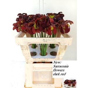 SARRACENIA OV