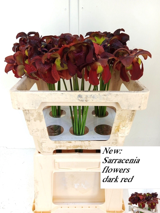 <h4>SARRACENIA OV</h4>