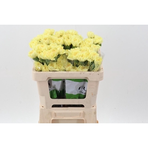 Di St Hermes Yellow 50cm