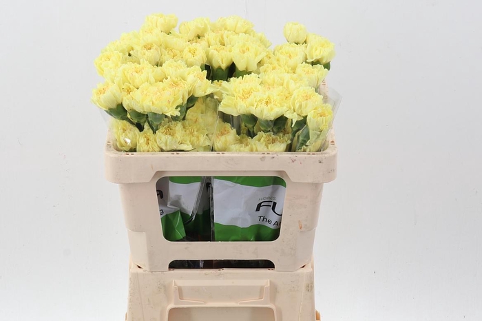<h4>Di St Hermes Yellow 50cm</h4>
