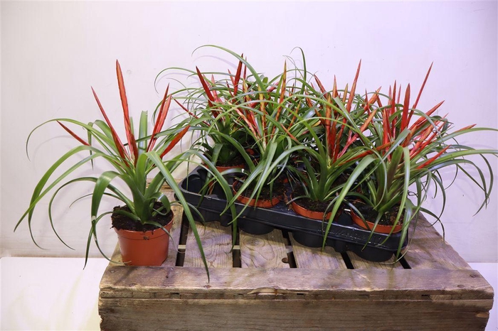 <h4>Till Flabellat</h4>