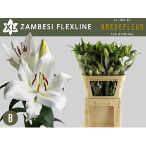 LI OT ZAMBESI FLEXLINE 2+