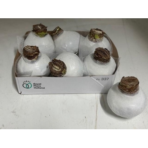 BLOEMBOL HIPPEASTRUM