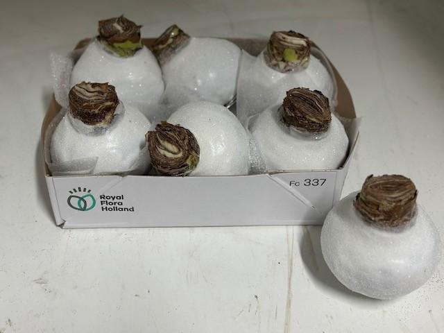 <h4>BLOEMBOL HIPPEASTRUM</h4>