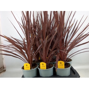 Cordyline austr. 'Red Star'