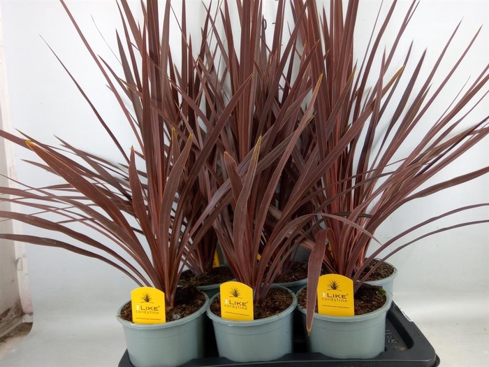 <h4>Cordyline austr. 'Red Star'</h4>
