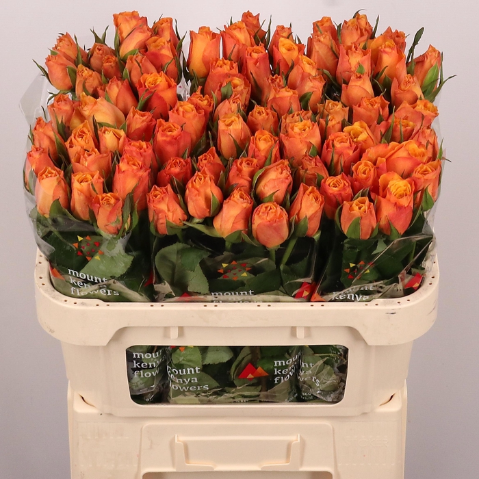 <h4>R GR CONFIDENTIAL</h4>