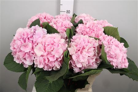 <h4>Hydr M Verena</h4>