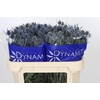 Eryngium Blue Dynamite