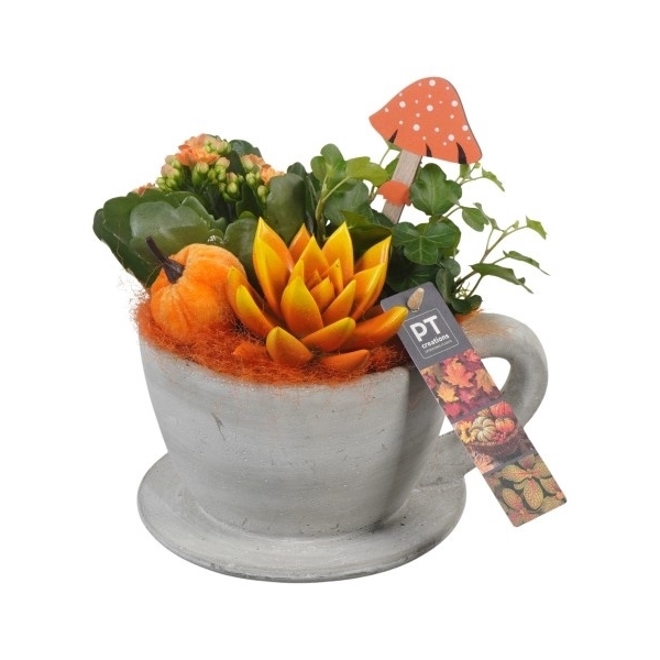 <h4>PTHI5483 Arrangement Herfst Indoor in beton pot</h4>