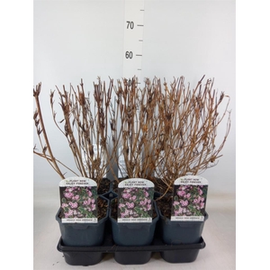 Weigela florida 'Nana Variegata'