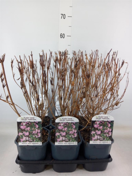 <h4>Weigela florida 'Nana Variegata'</h4>