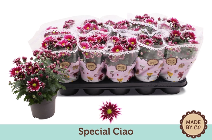 <h4>Chrysanthemum Ciao</h4>