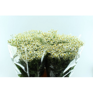 Tanacetum Single Vegmo