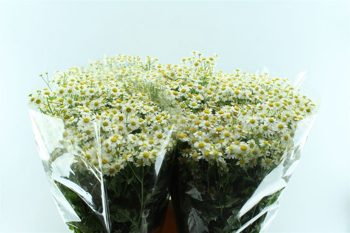 Tanacetum Single Vegmo