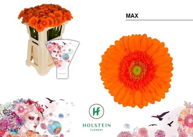 <h4>GERMINI MAX GE MI MAX EMMER HOES X8</h4>