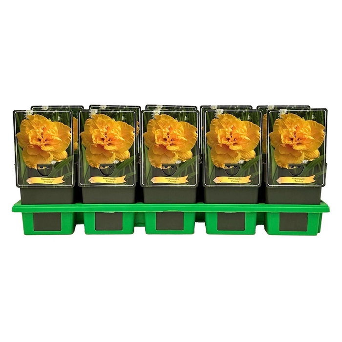 <h4>Hemerocallis</h4>