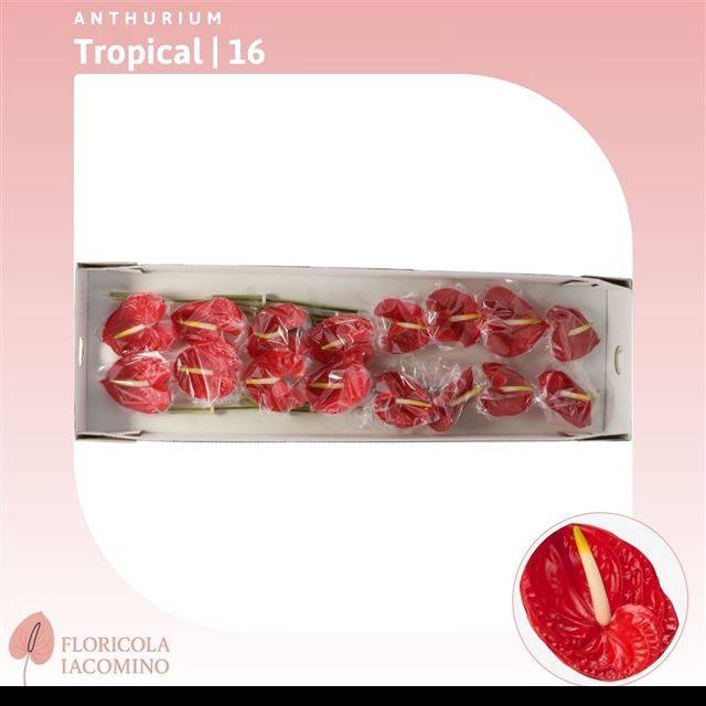<h4>ANTH A TROPICAL</h4>