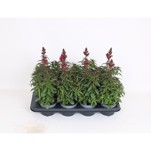 Antirrhinum majus overig
