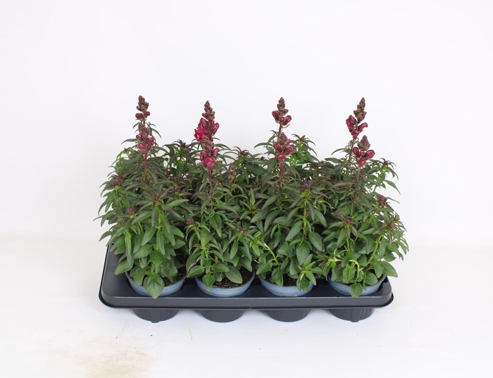 <h4>Antirrhinum majus overig</h4>