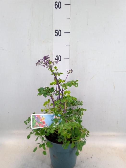 <h4>Thalictrum aquileg.</h4>