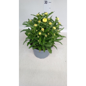 Leucanthemum sup. 'Banana Cream'