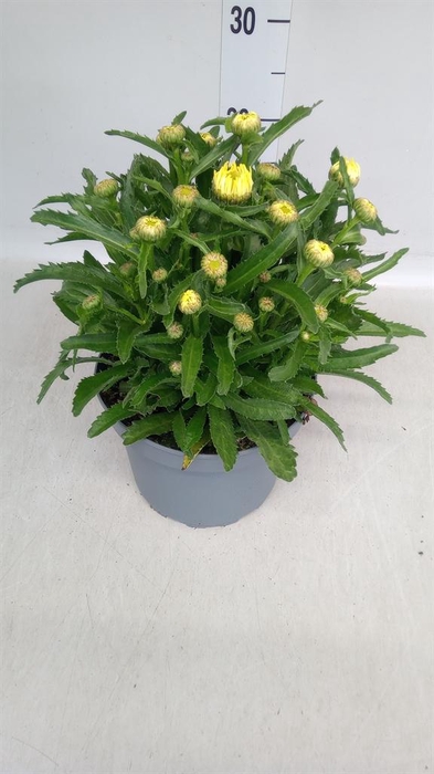 <h4>Leucanthemum sup. 'Banana Cream'</h4>