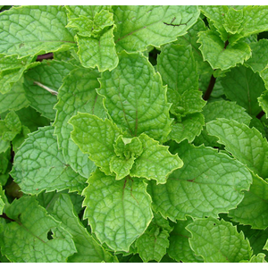 Calamintha nepeta