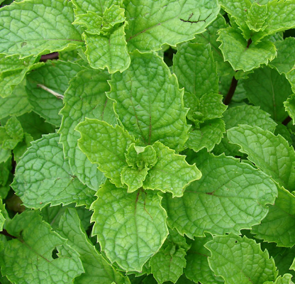 <h4>Calamintha nepeta</h4>