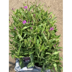 Verbena rigida