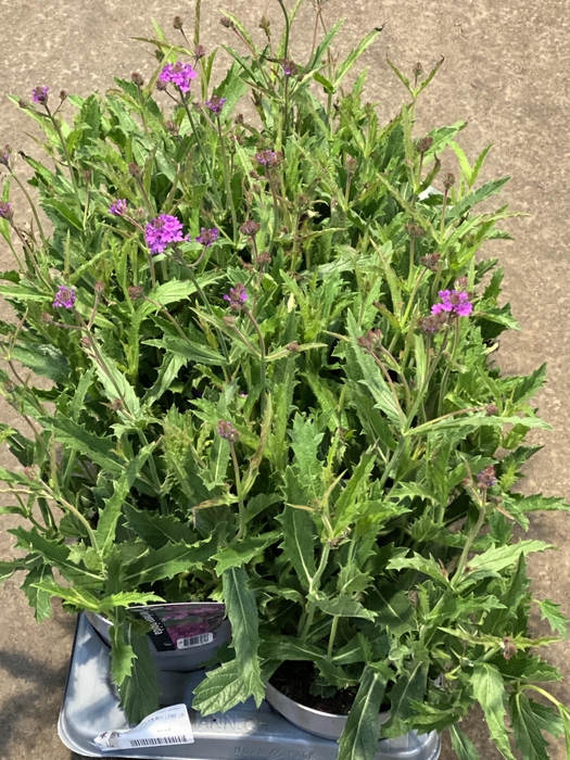 <h4>Verbena rigida</h4>