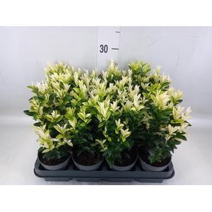 Euonymus japon. 'Paloma Blanca'