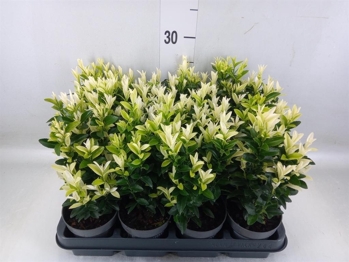 <h4>Euonymus japon. 'Paloma Blanca'</h4>