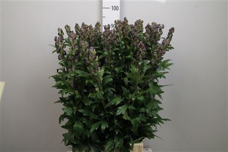 <h4>ACONITUM ARENDSI</h4>