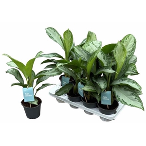 Aglaonema Silver bay 14Ø 40cm 2pp