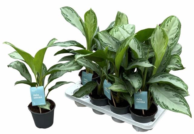 Aglaonema Silver bay 14Ø 40cm 2pp