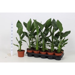 STRELITZIA REGINAE